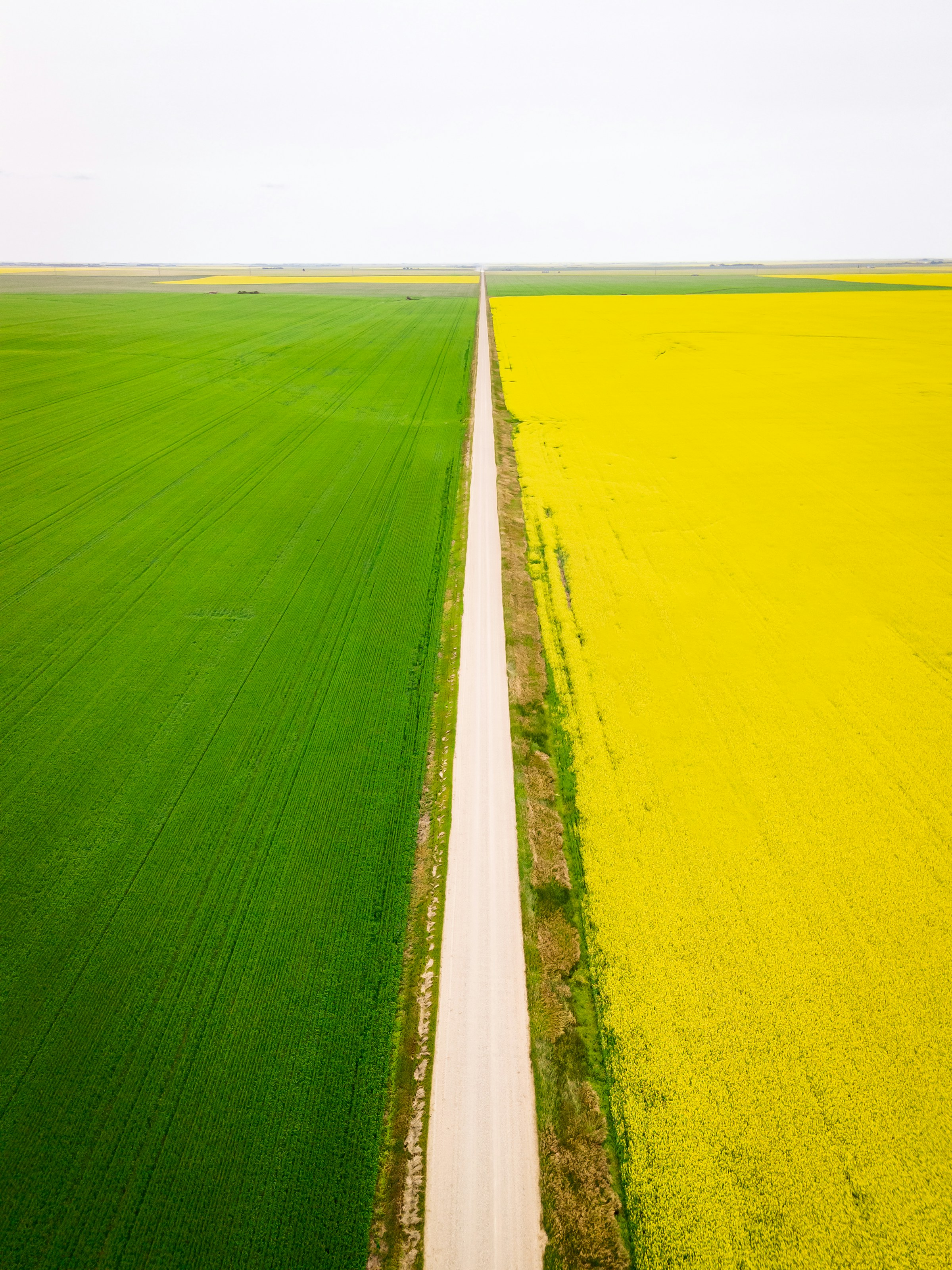 A grid road running straight to the horizon between a green field and a canola field on the Saskatchewan prairie